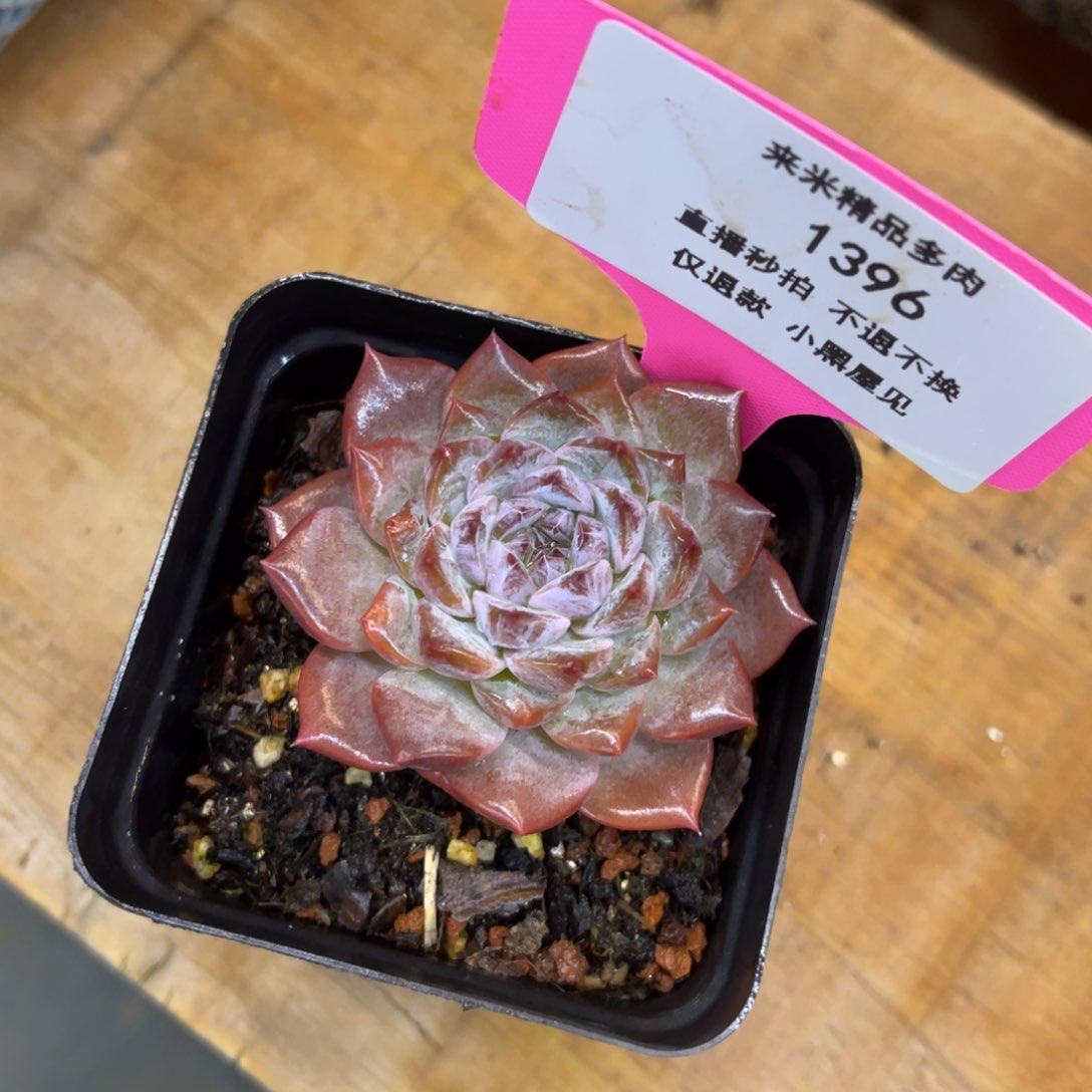 k*?1396杂交单头冠幅5.5