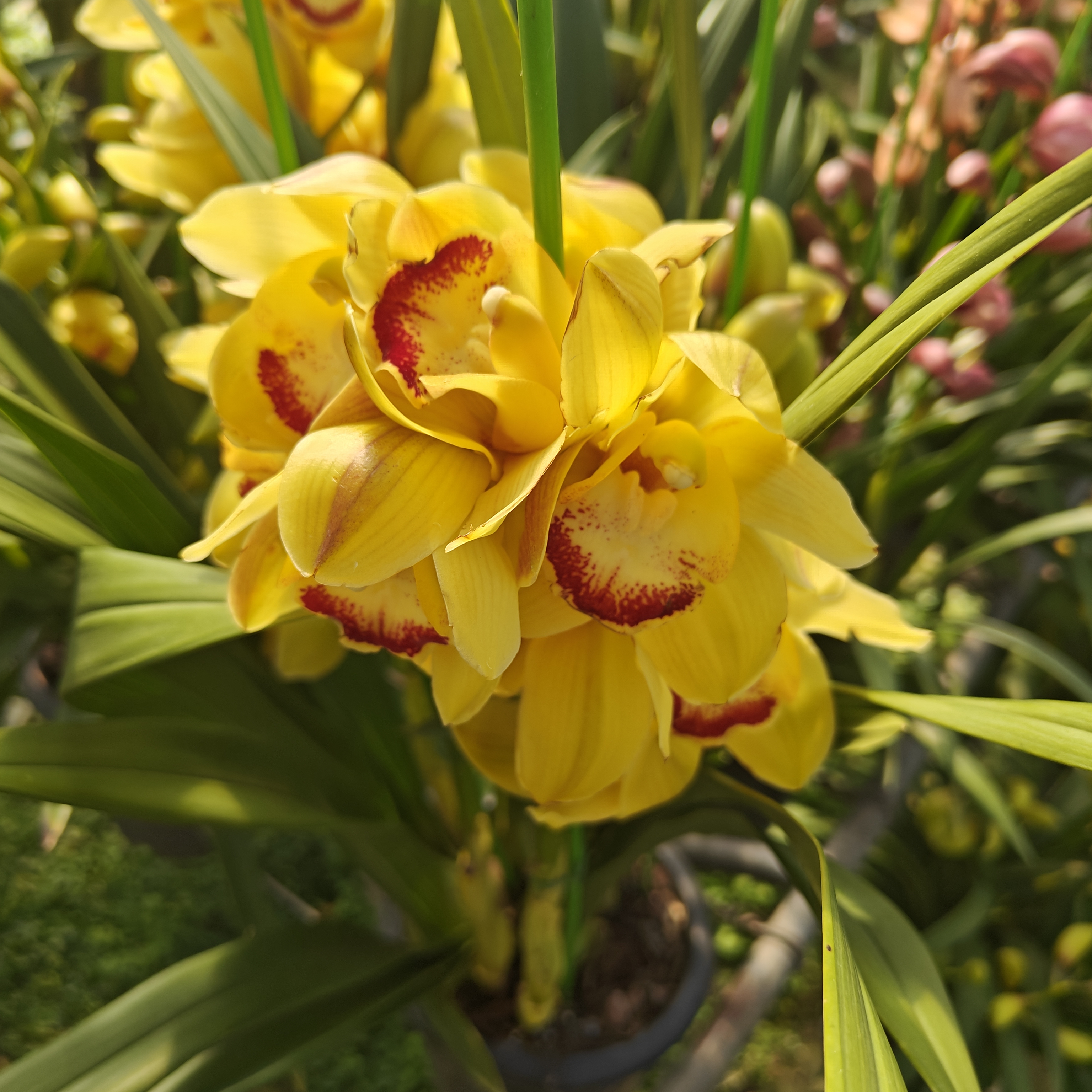 黄金岁月（大花蕙兰）基地直发完美主义勿拍