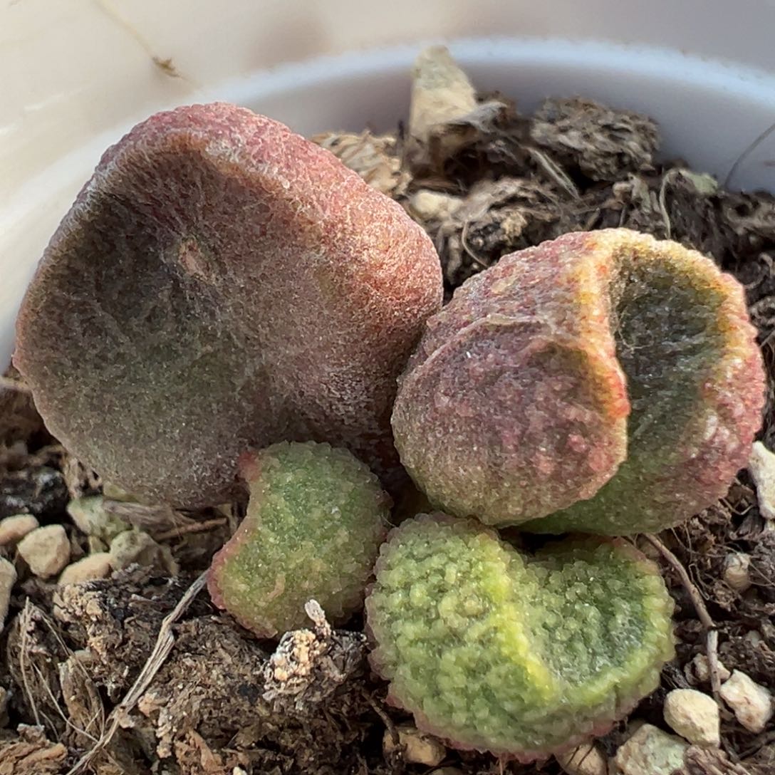 实生新品多肉植物水泡