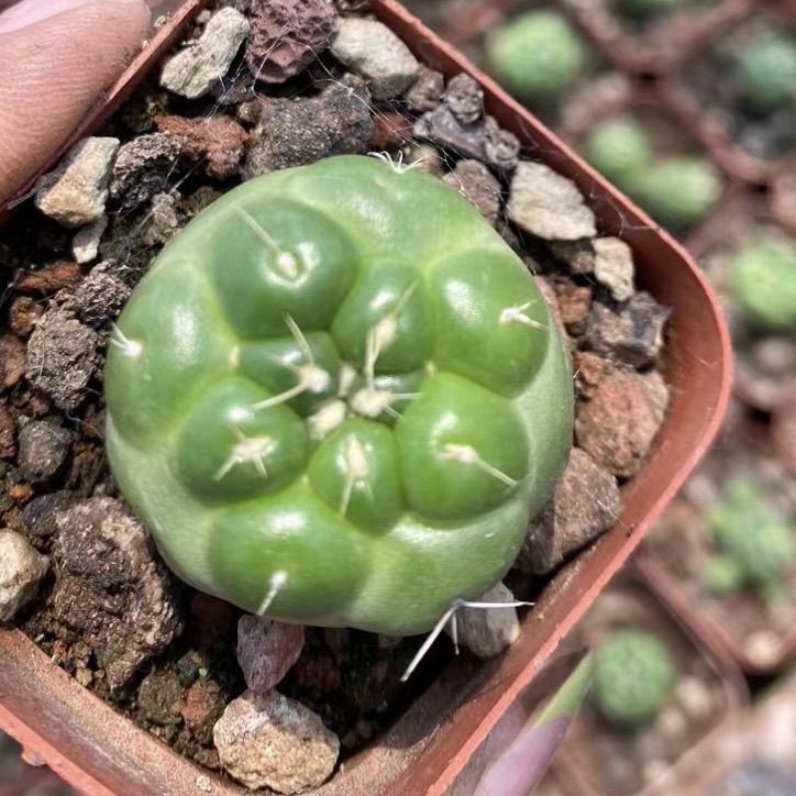 无刺象牙仙人球组合开花多肉防辐射室内桌面小盆栽