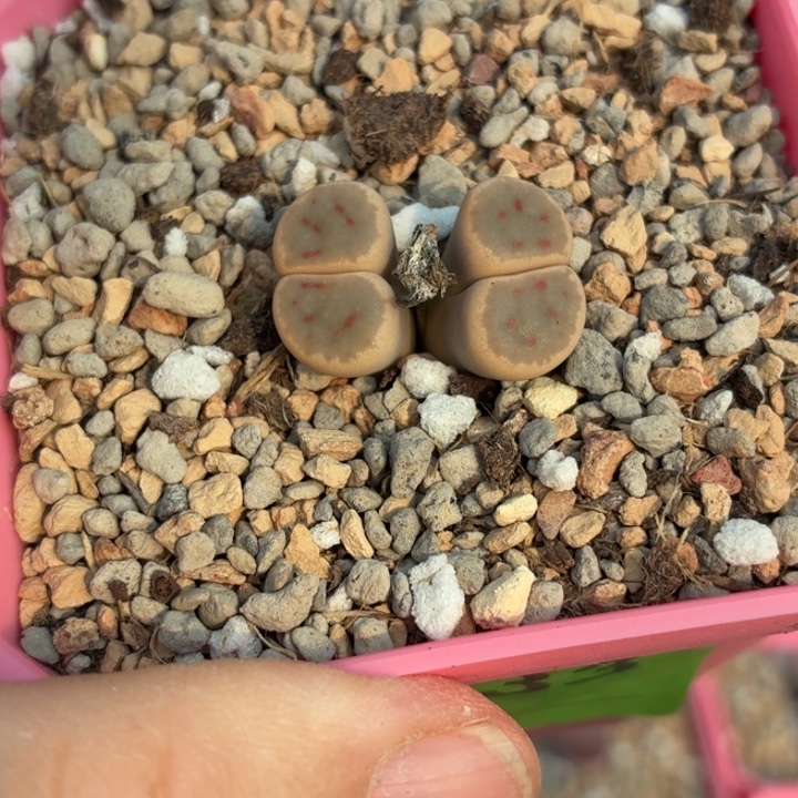 033号双头c206神迪玉