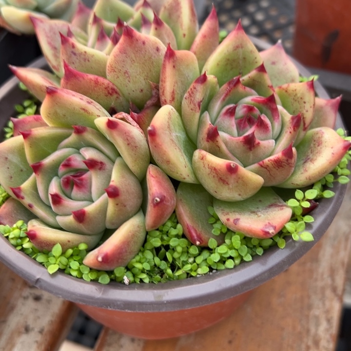 蓝龙多肉植物三头多肉植物