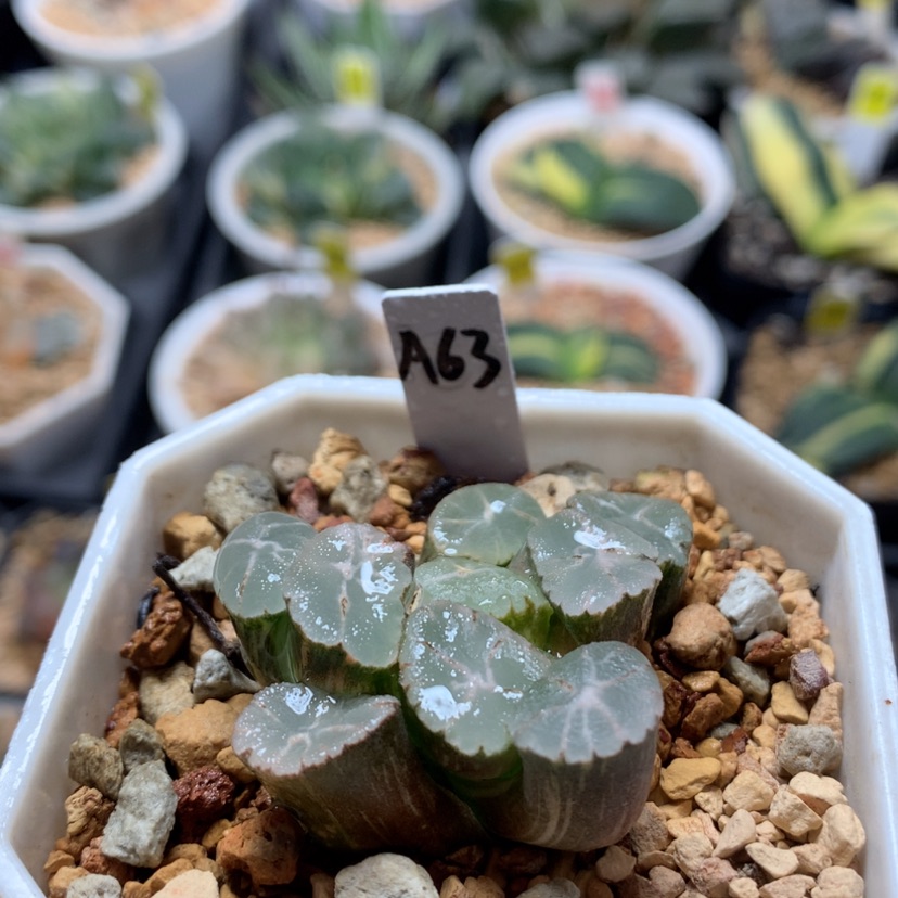 【闪购商品】63万象锦