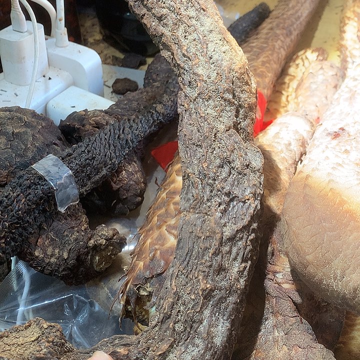 中心中国大陆大漠伴侣