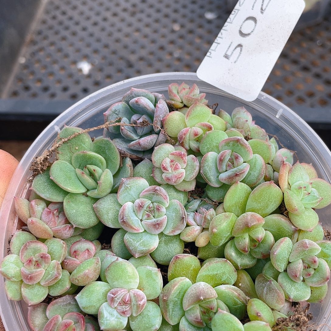 多肉植物多肉植物502