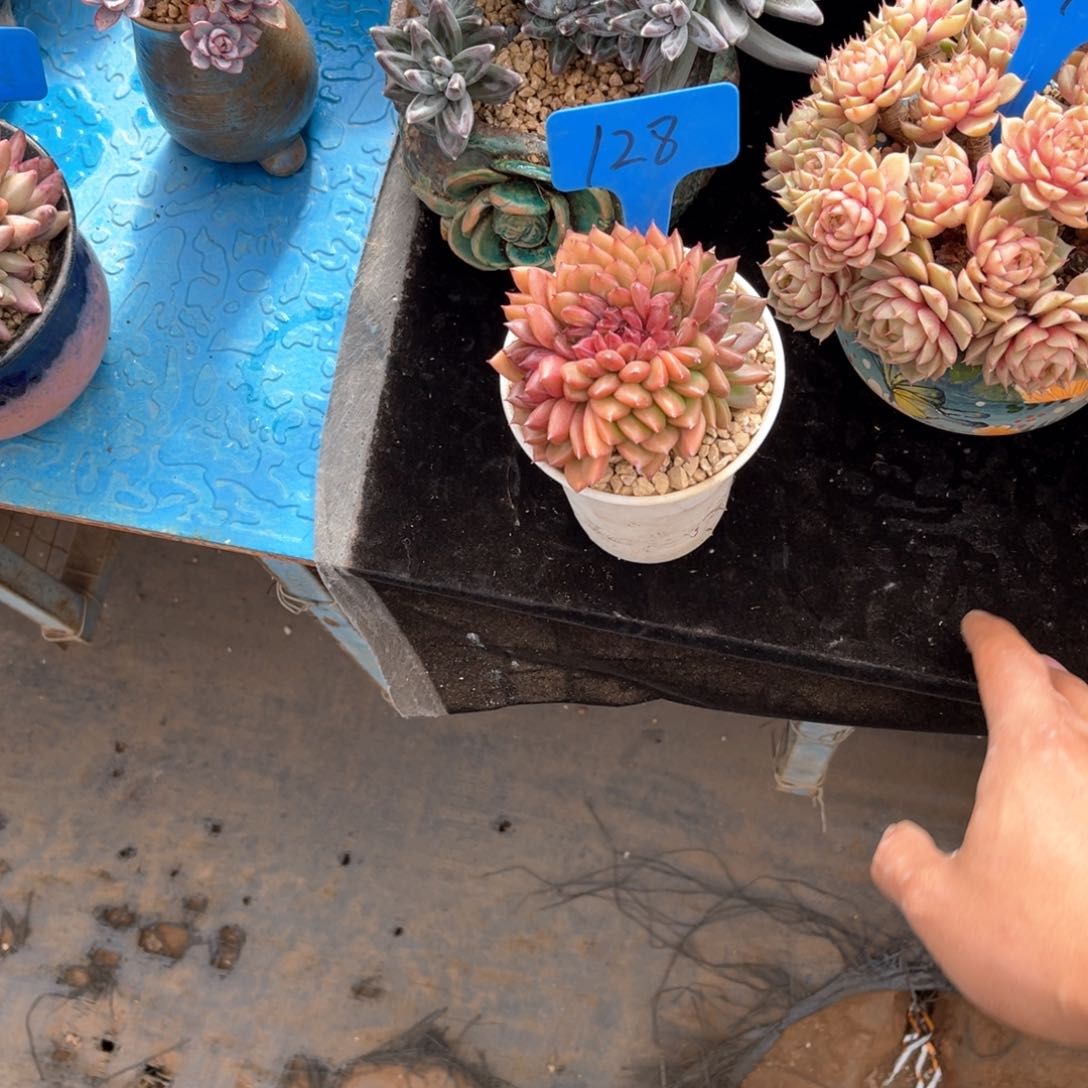 平****本128缀化多肉植物