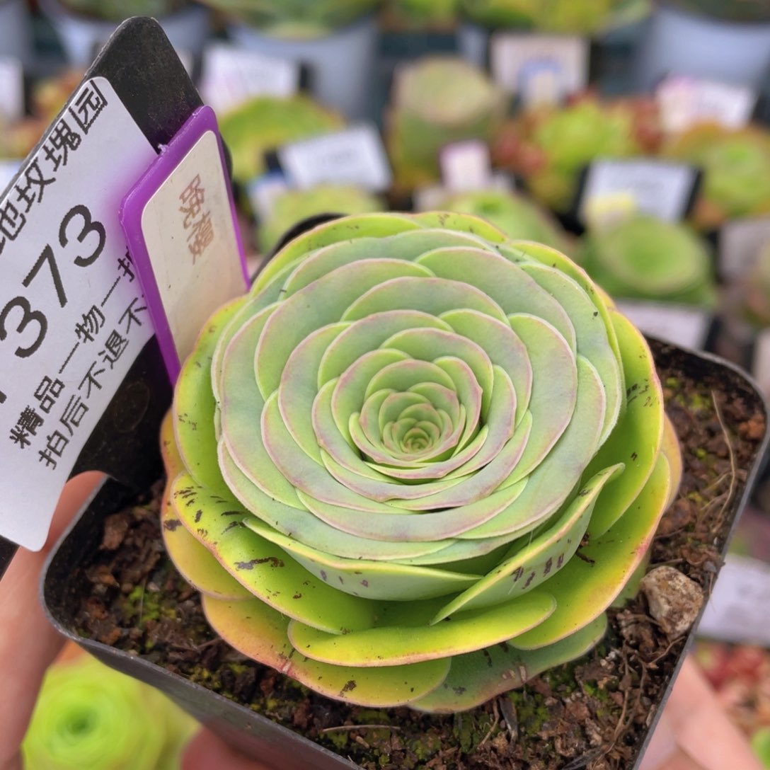 晚樱多肉福利373一物一拍