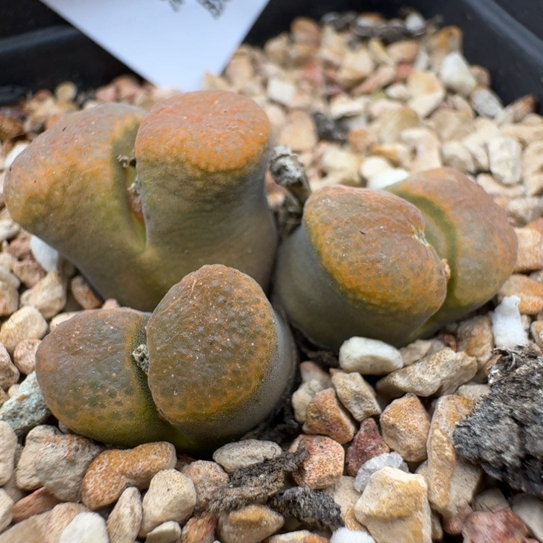 265哈哈哈哈哈哈哈