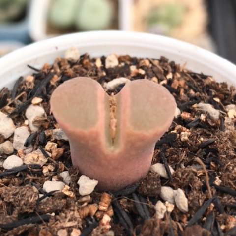 多肉肉锥 粉樱风铃