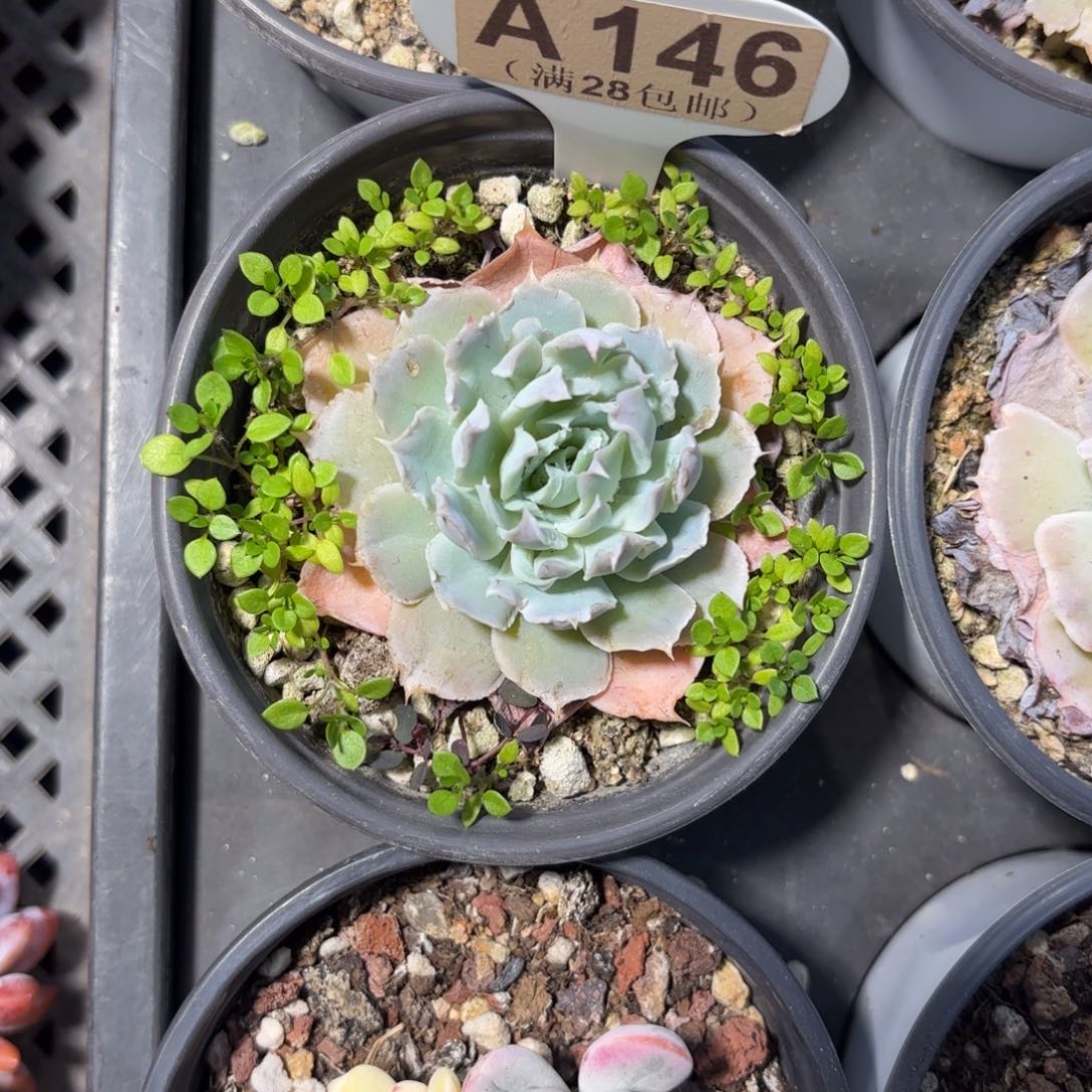 A146白芷一物一拍