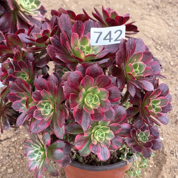 742多肉植物安娜