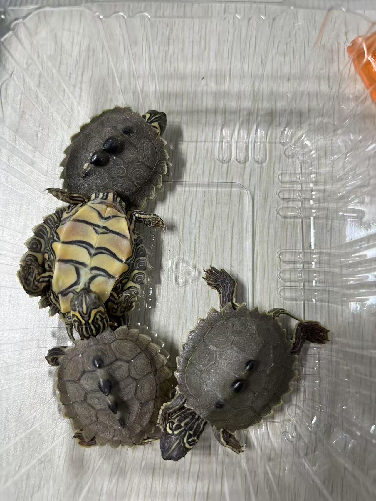 全品黑榴地图一只随机装