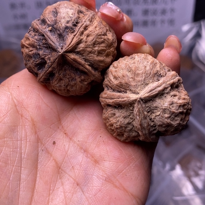 核桃云南野生铁核桃101号35mm