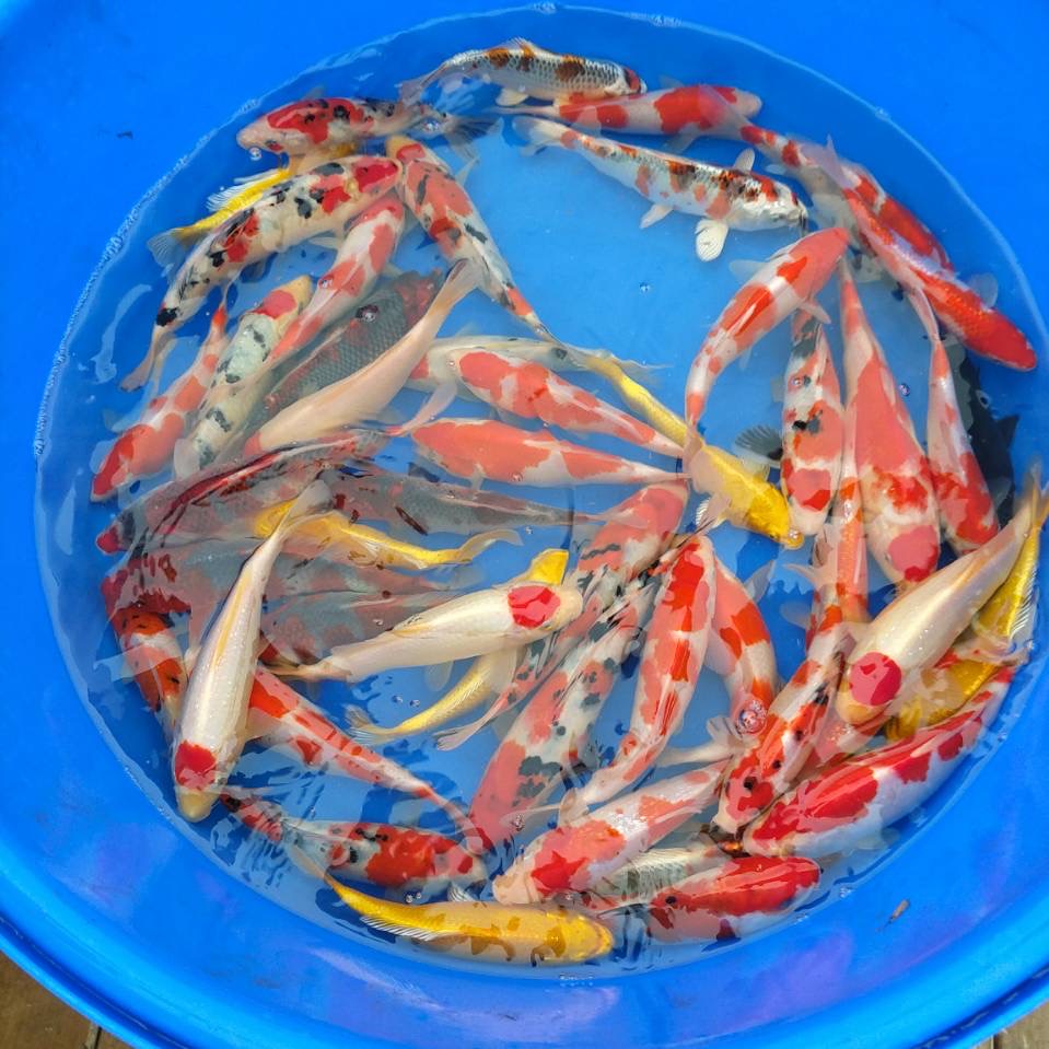 精品锦鲤 易养耐活 