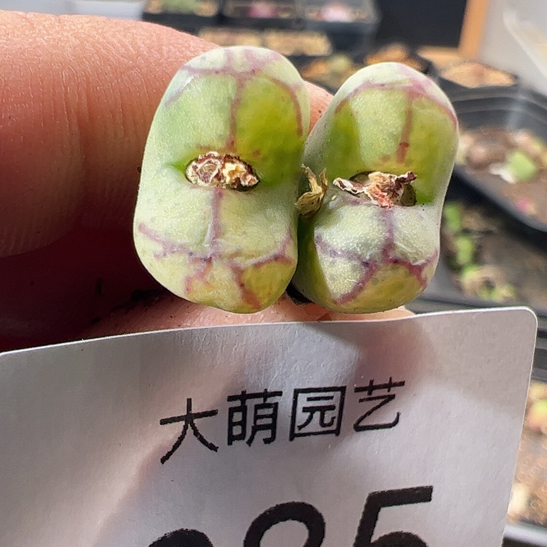 一物一拍。       685