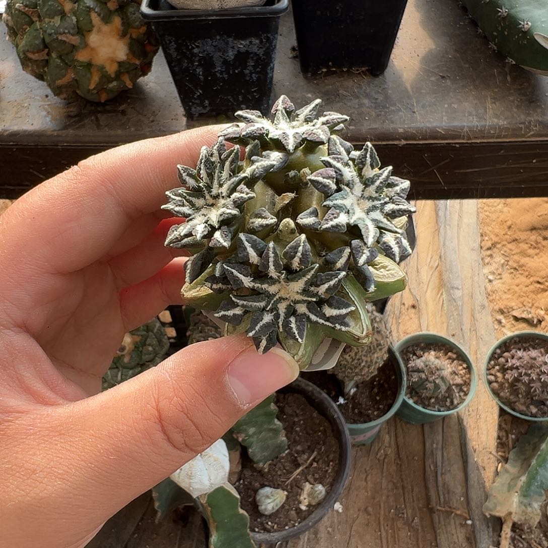 四头苗接姬牡丹仙人球1020