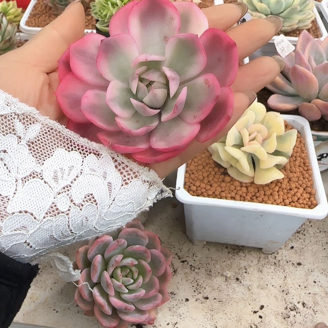 韩水晶多肉植物多肉