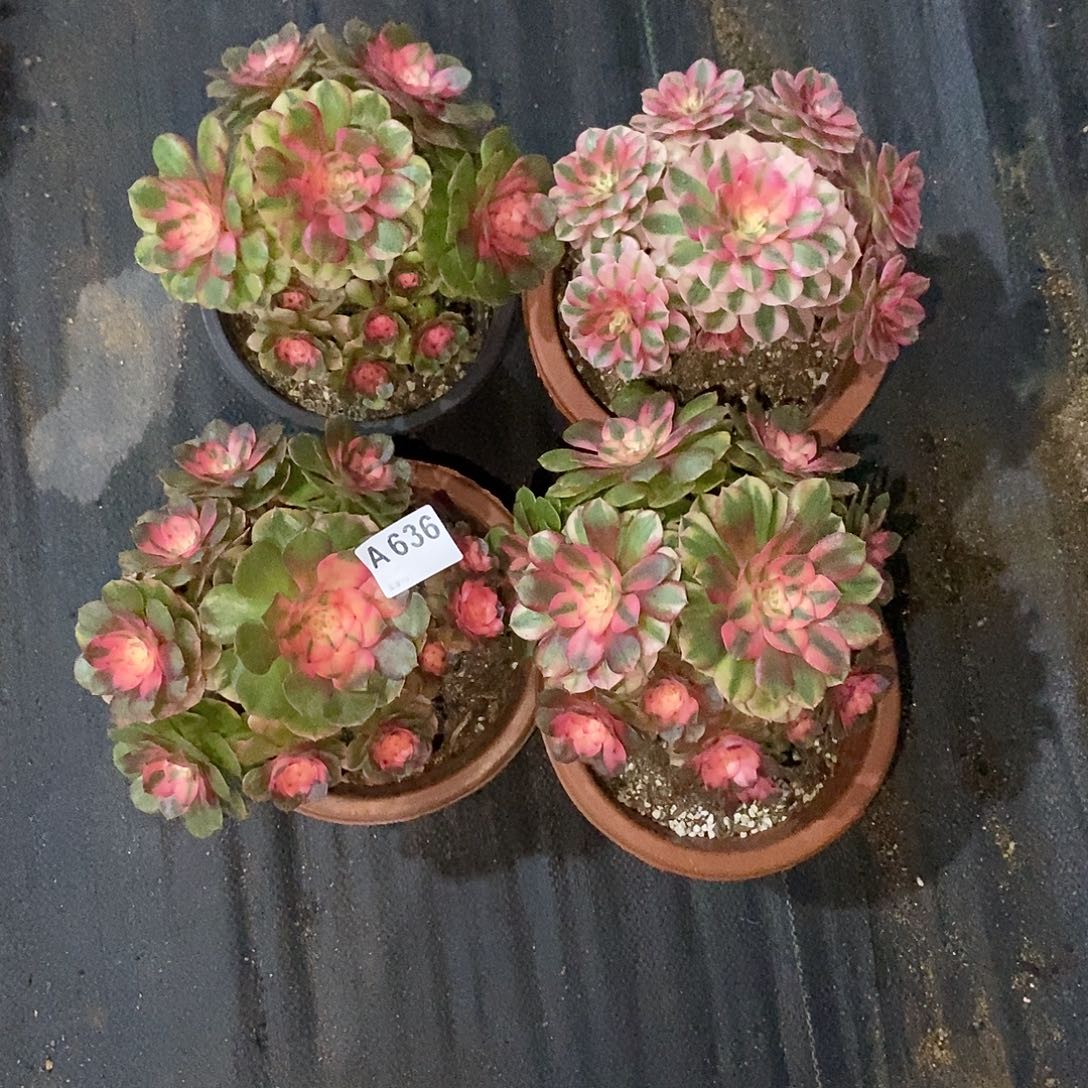 用***0荔枝636多肉1111四颗