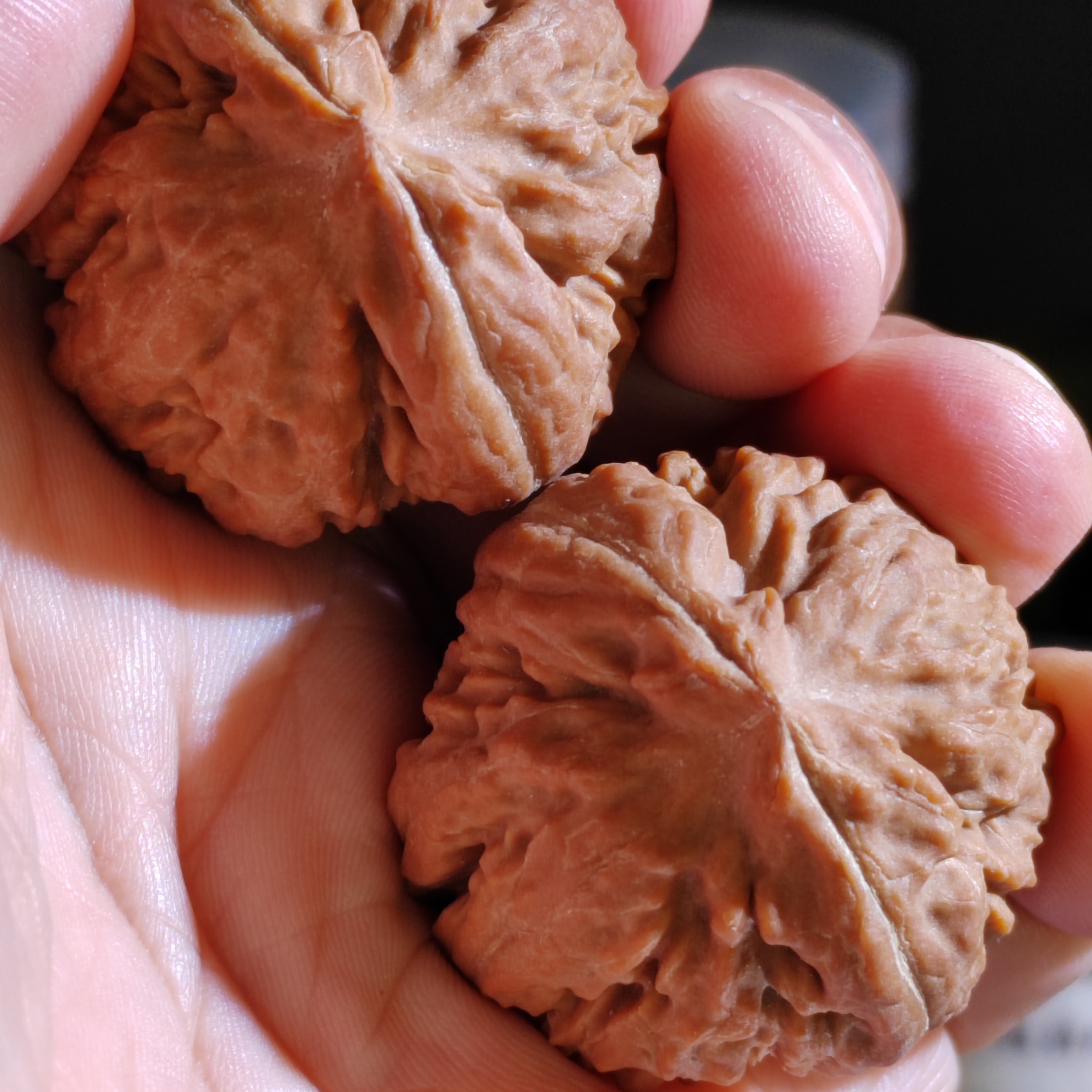 霸王龙是一种稀有品种，以深邃沟壑的纹路和中桩球星型体为特征