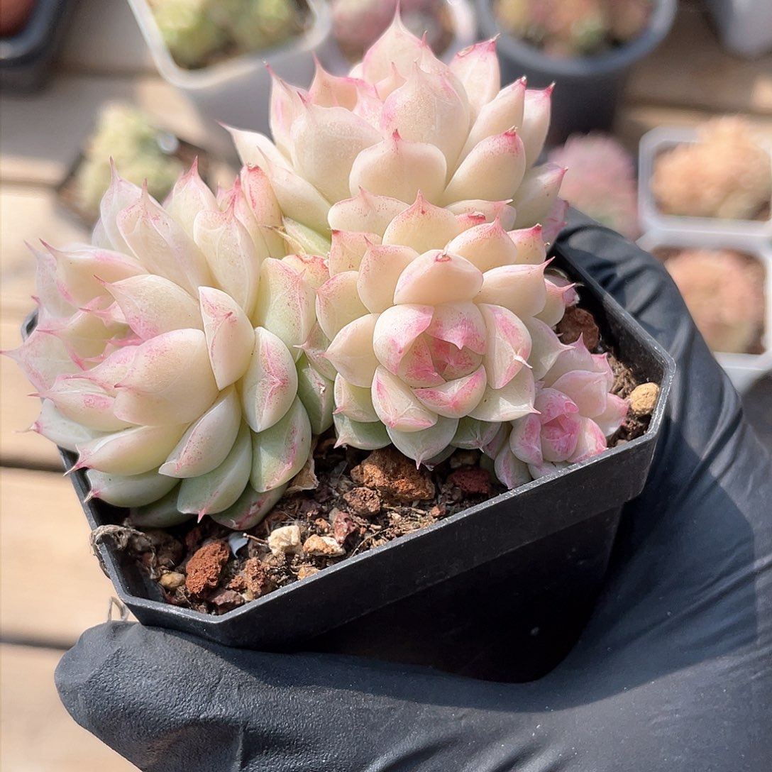 优选粉心女王精品339