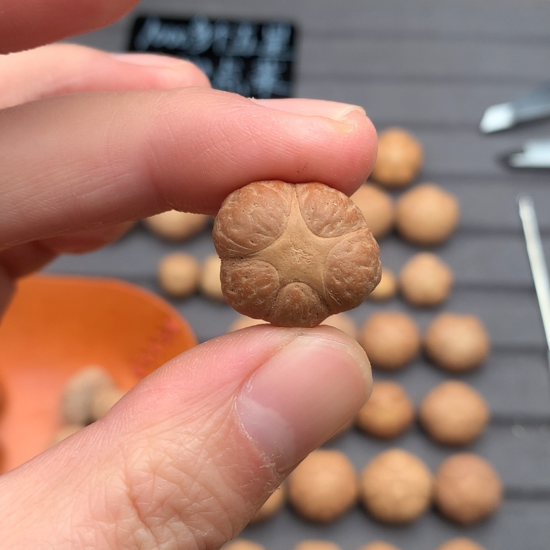 吊坠凤眼菩提20+五星，非质量问题开孔不退