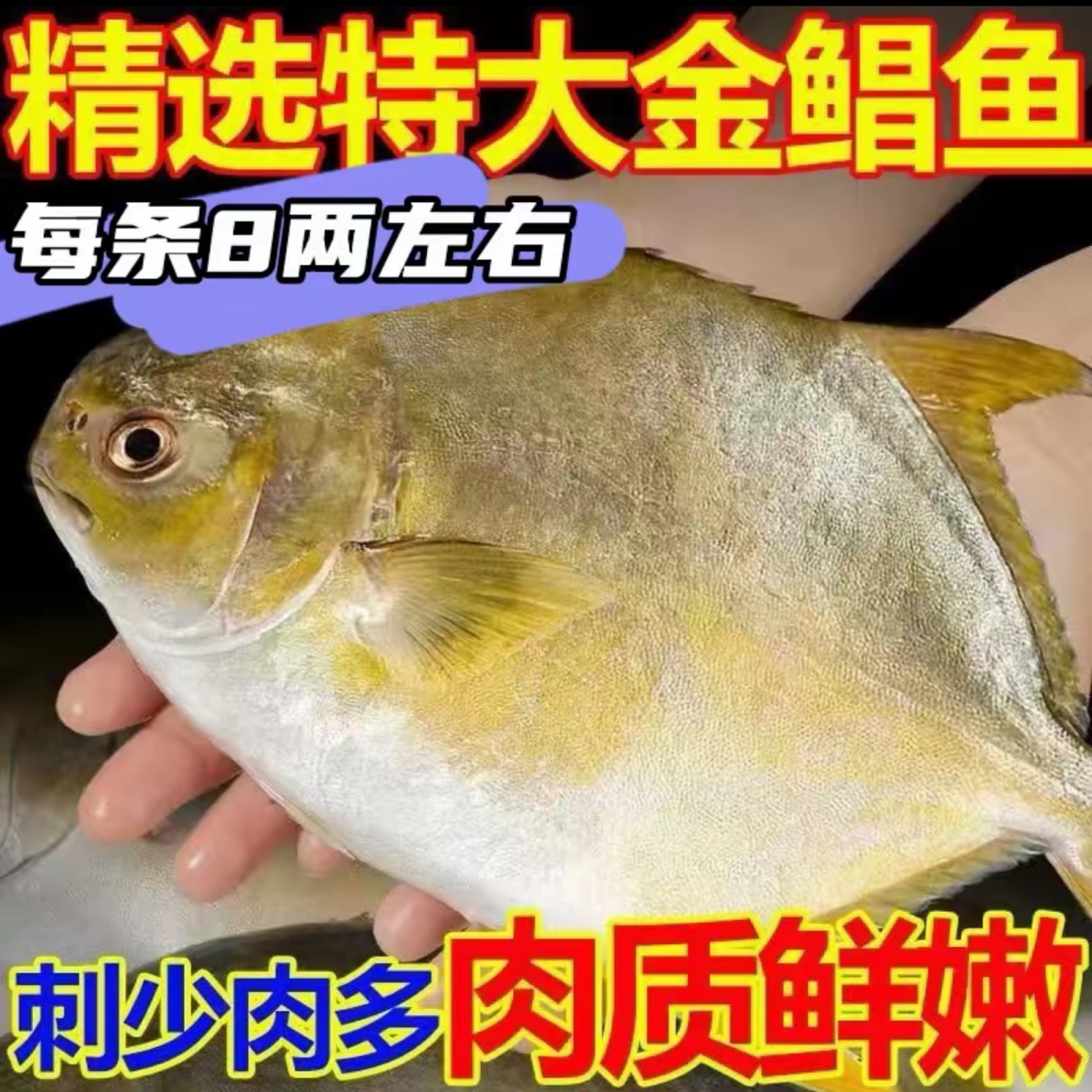 F大号金鲳鱼5条单条400g/左右最新货顺丰冷链包邮