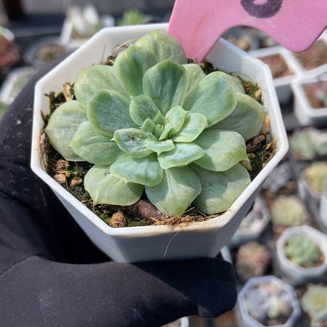 938泡泡纱多肉植物保护