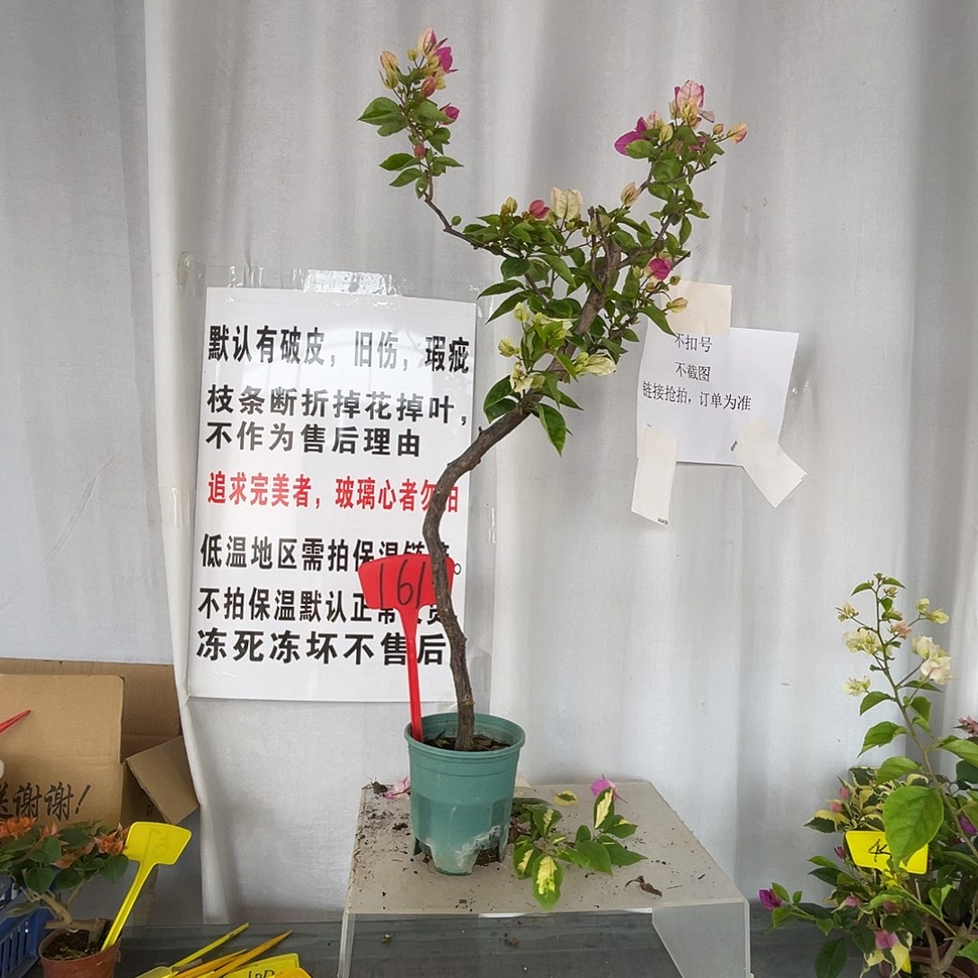 当前无花栽培后可以开花161章红樱