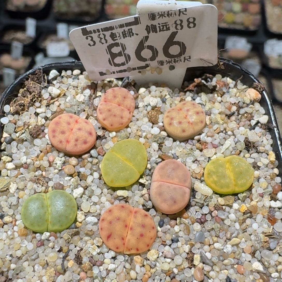 zzzzz生生花肉锥子866