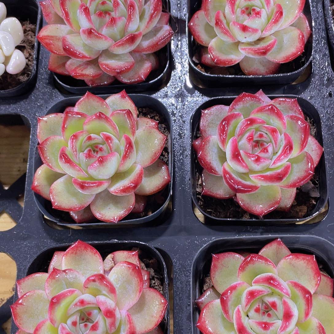 461号 宽叶精品夜魔侠单头一个