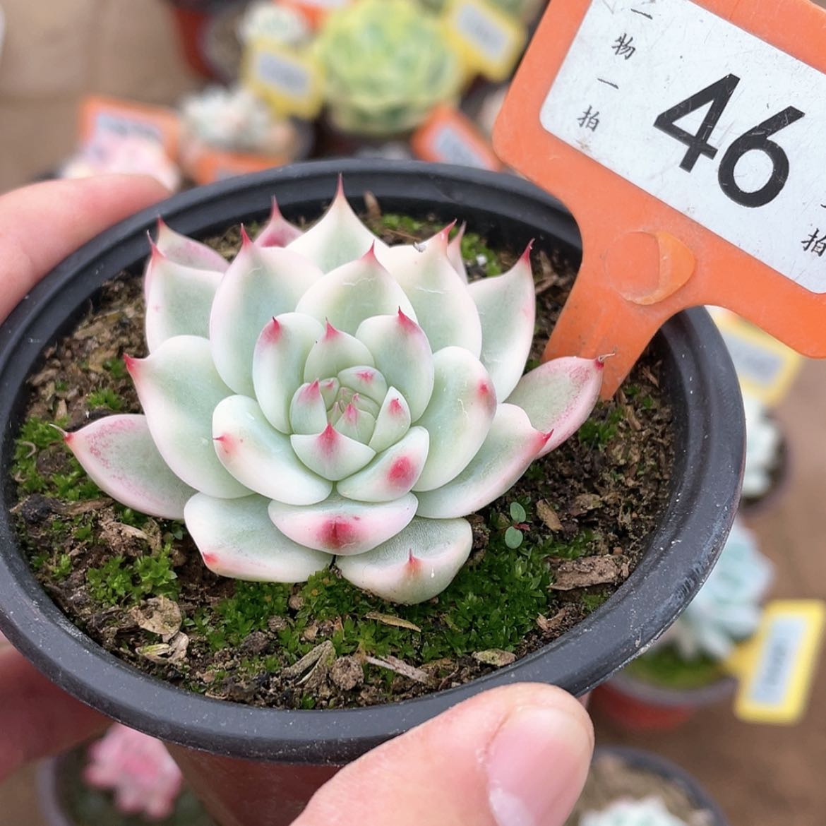 【闪购商品】46号的