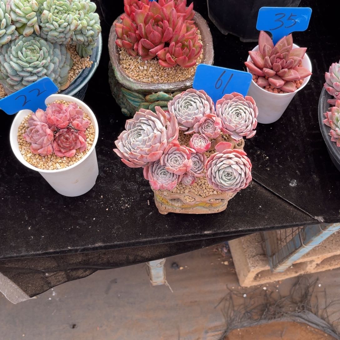 k***y0061天赐多肉植物