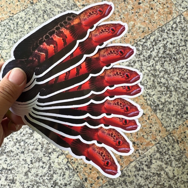 雷龙鱼训鱼卡片黄金眼镜蛇 咬缸训练 鼓鳃巡游 双面高清 加厚卡片