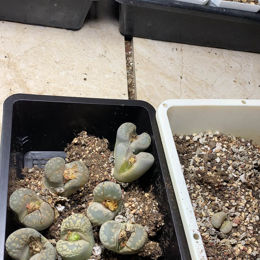 梁*A249多肉植物保护