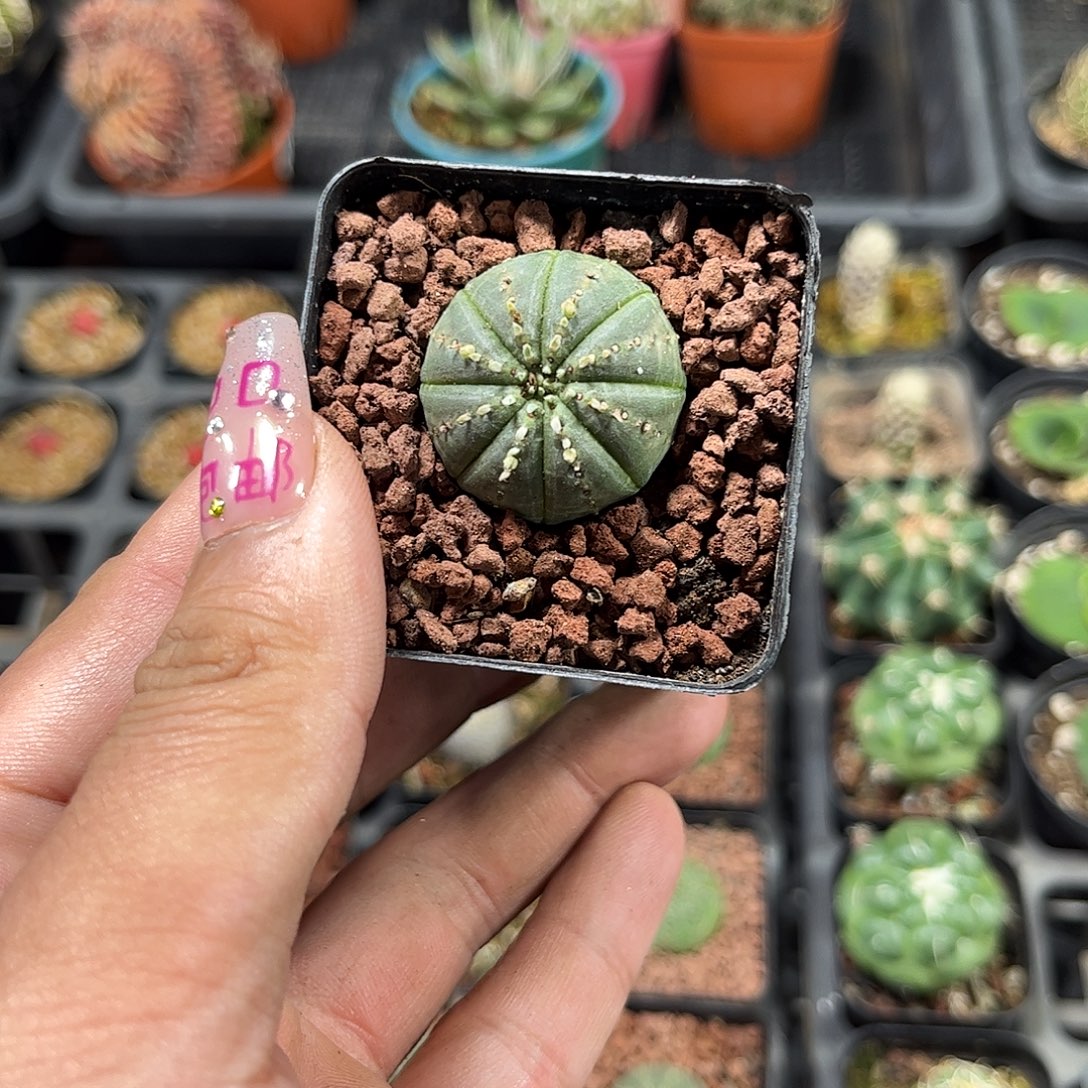 单头布纹球单头发货