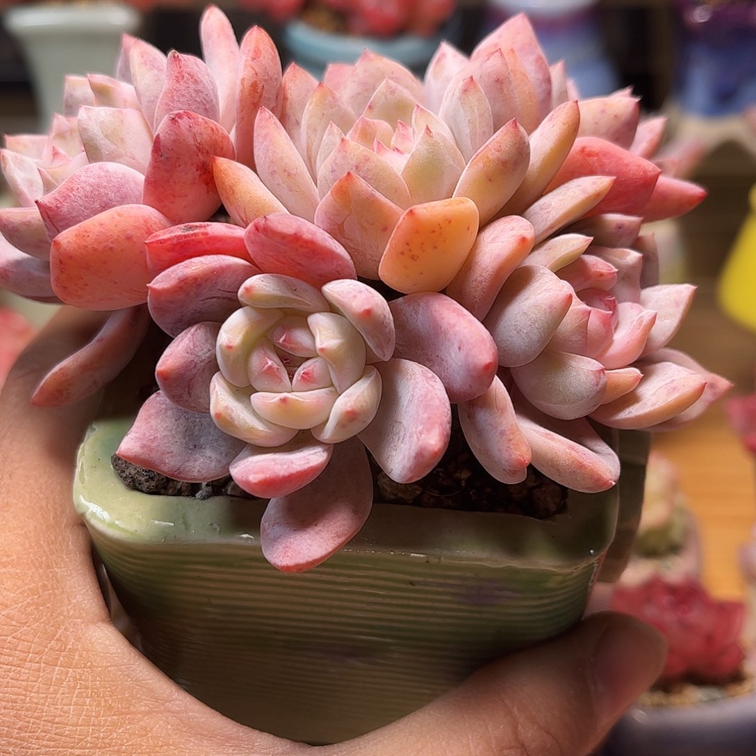 雅***妞橙梦露含盆含土发货