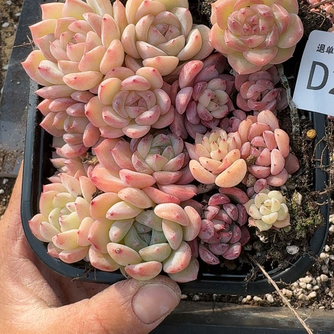 杂交新品珍妮多肉291