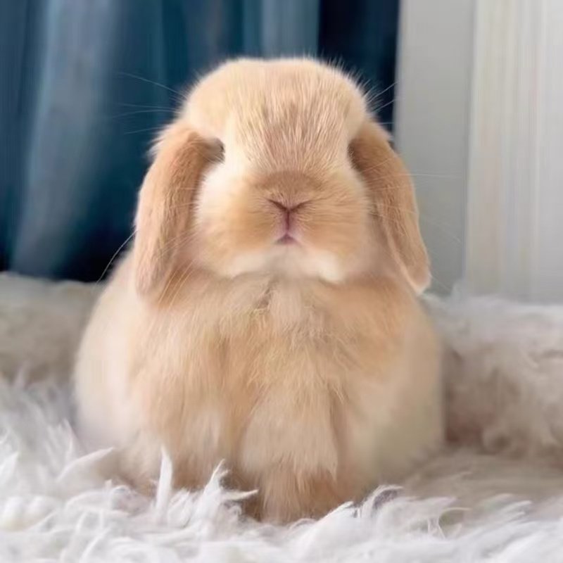 兔子长不大迷你侏儒猫猫兔荷兰垂耳小兔幼崽家养宿舍宠物