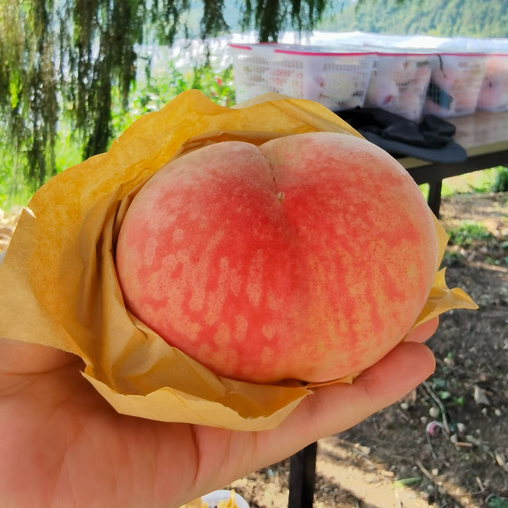 净山珍水蜜桃新鲜采摘皮薄肉厚水嫩多汁软甜可撕皮7两至9两，9个装