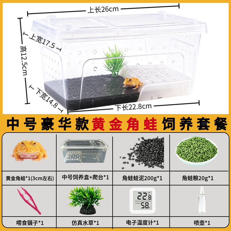 角蛙活体宠物黄金角蛙绿蛙角蛙泥角蛙粮饲养盒蛙饲料宠物青蛙活物