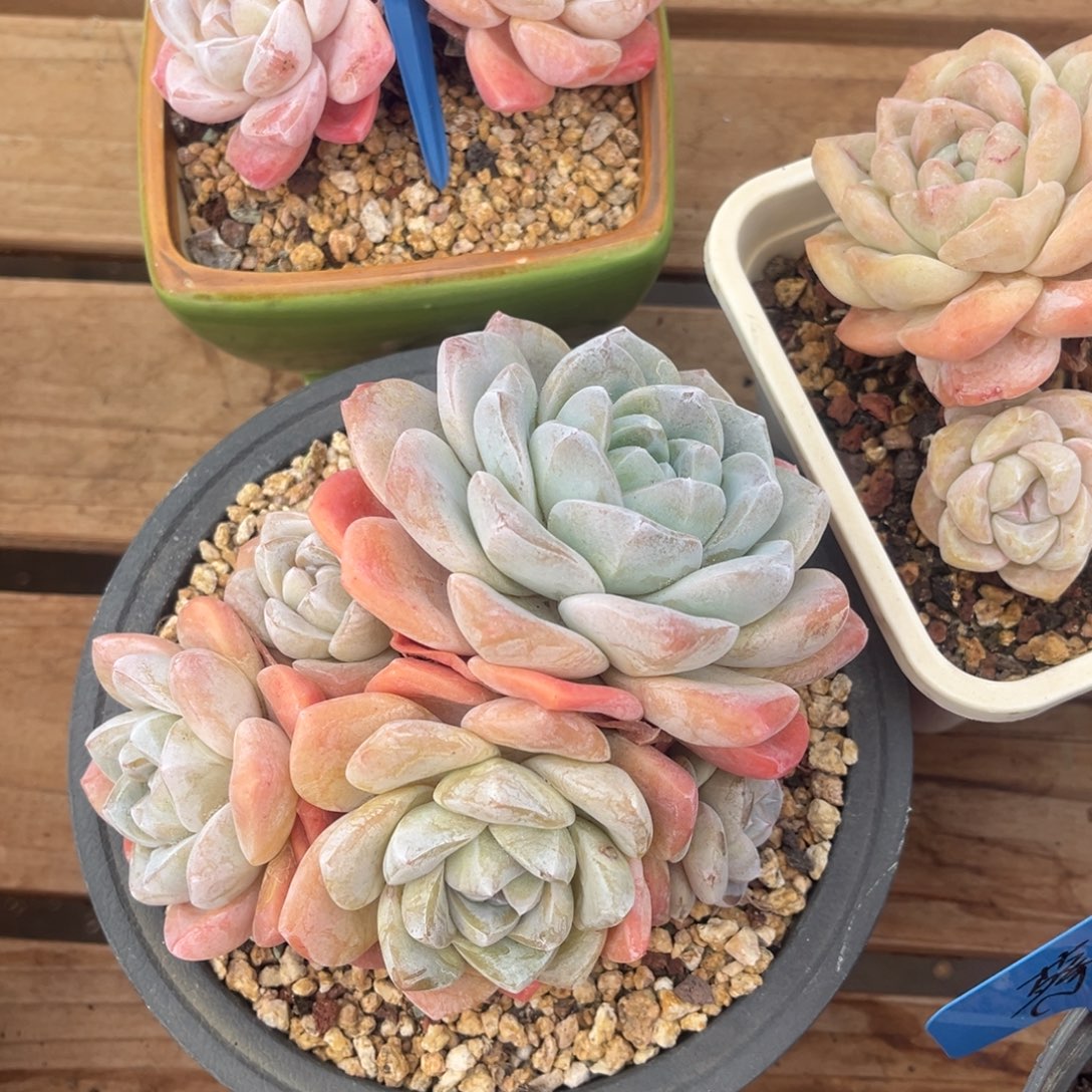 宝***静静静的冰玉群生一物一拍