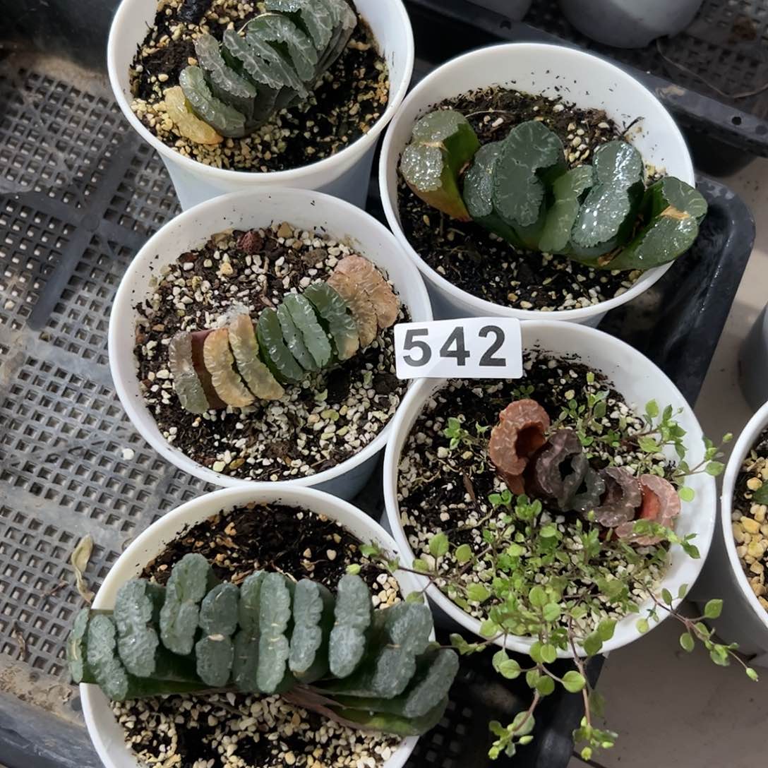 脱土带伤十二卷多肉植物满