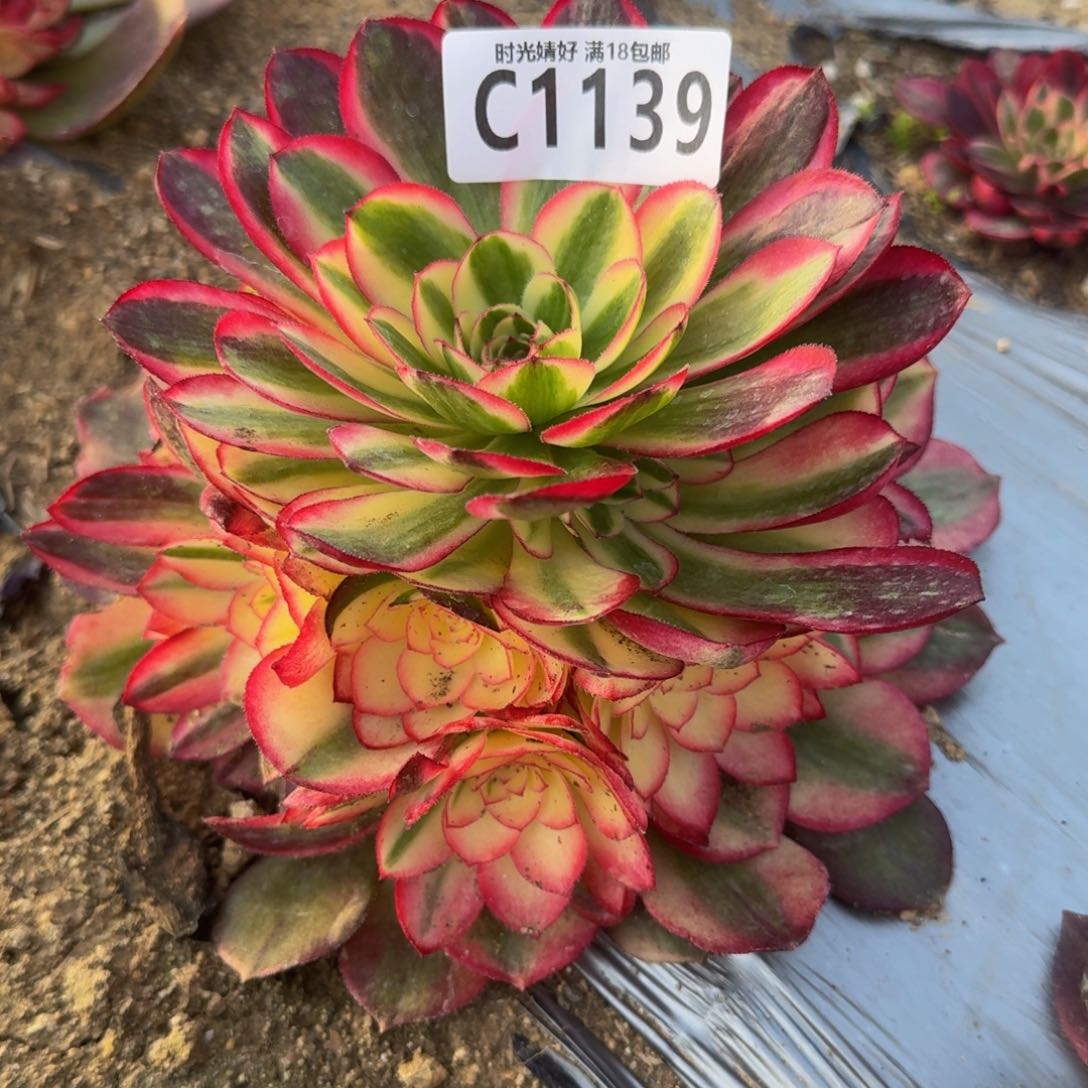 好****吧1139荔枝荔枝多肉植物