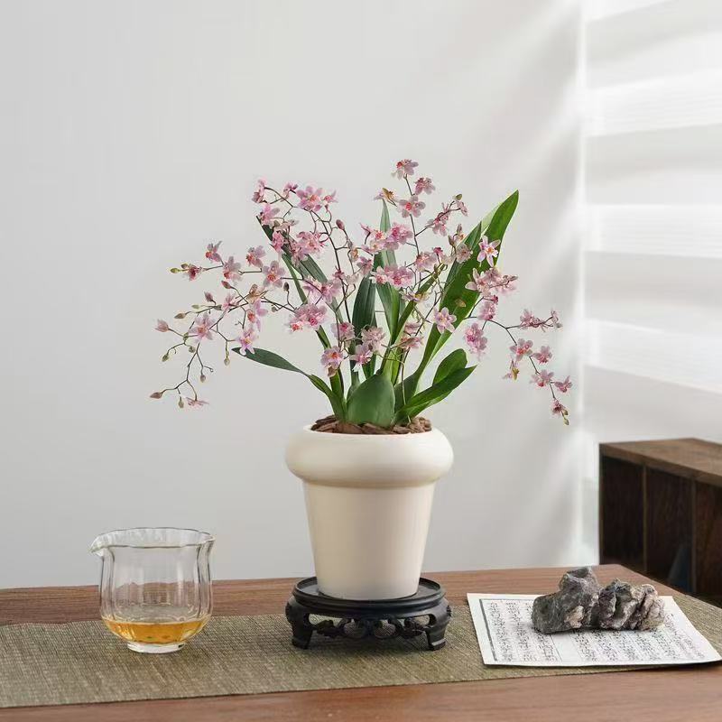带奶油陶瓷盆粉色梦香兰10-15支花剑室内客厅桌面盆栽家庭绿植香