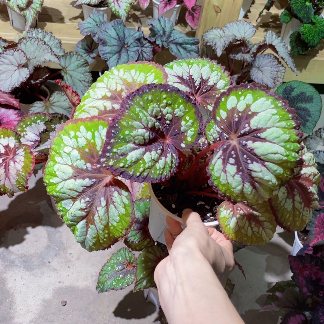 无花朵抹茶巧克力