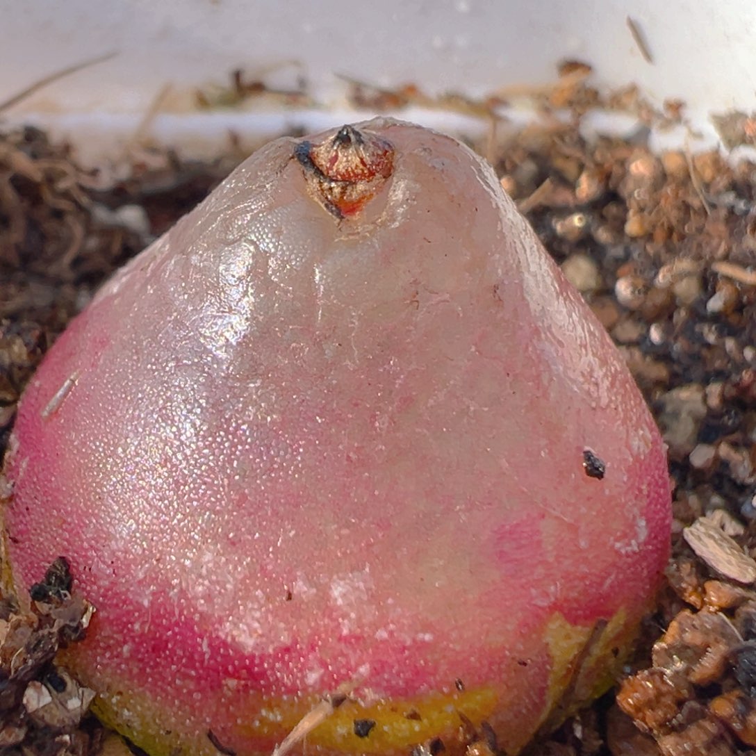 35多肉植物百科灯泡