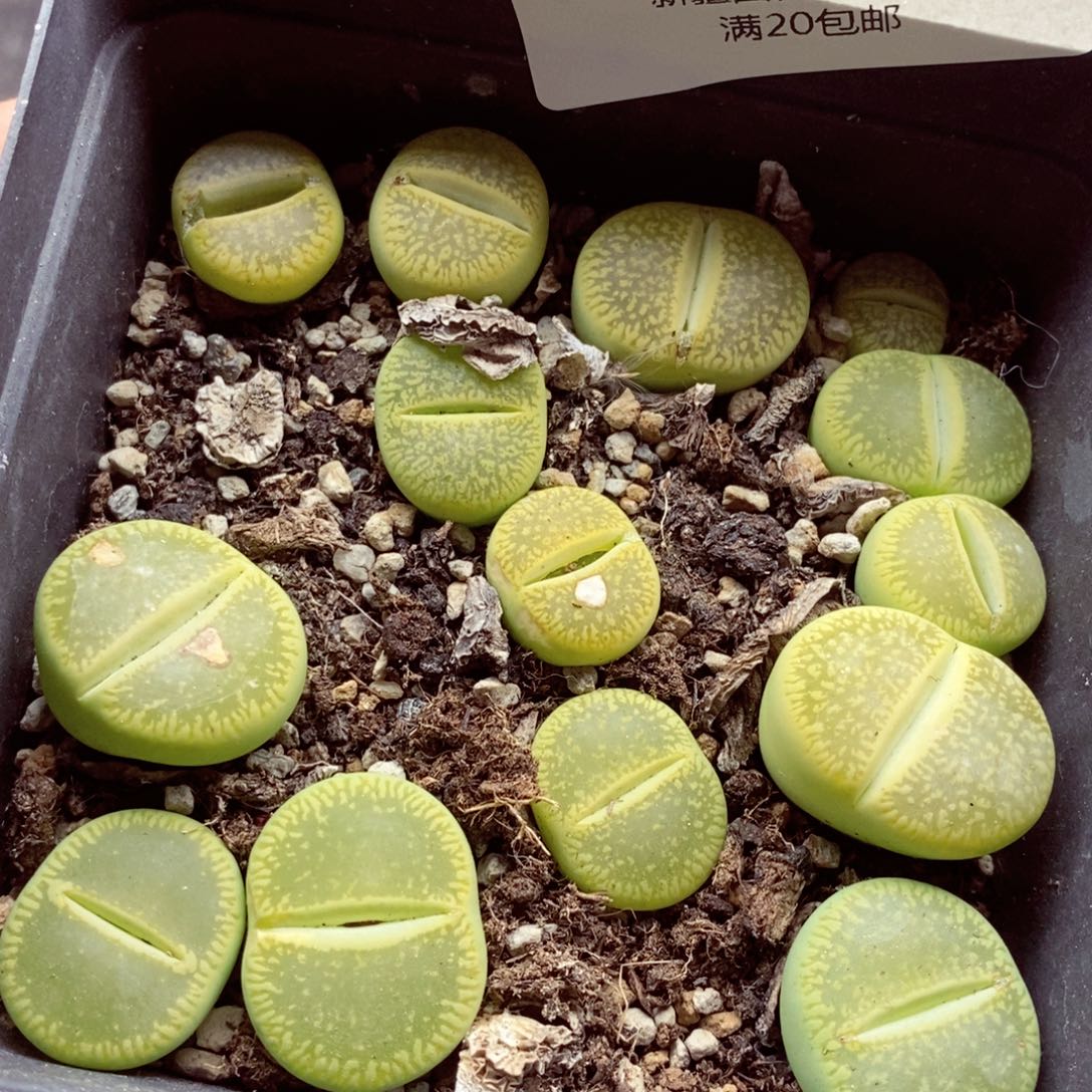 我的小姐姐们都是我的523