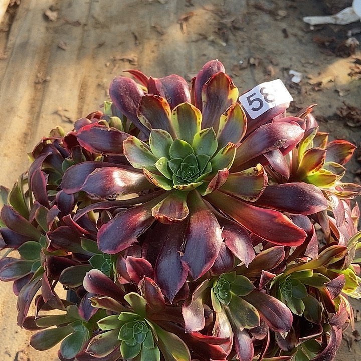 欧佳丽585多肉不包断