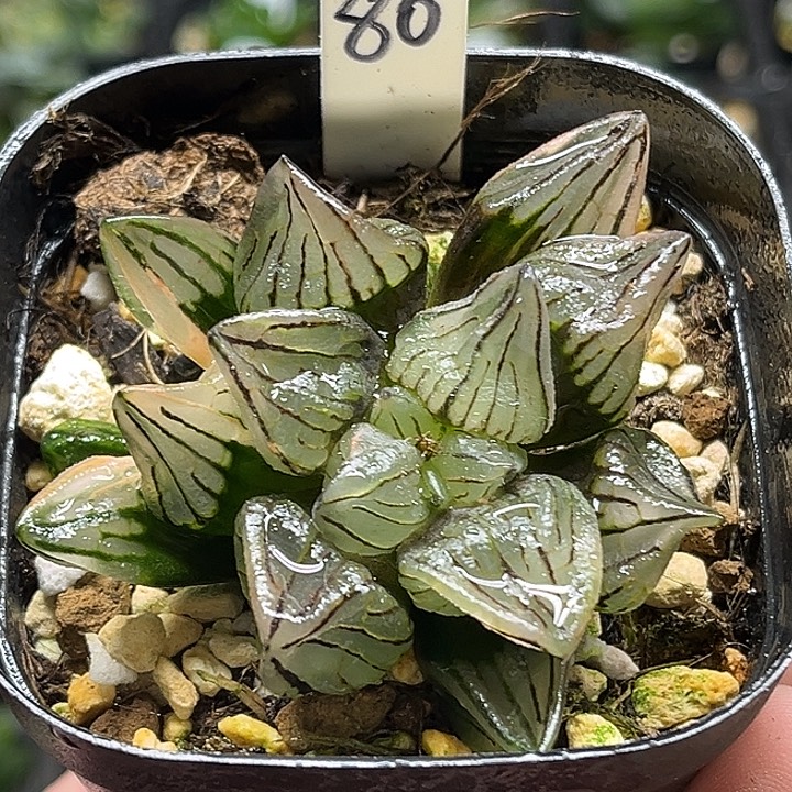 80短肥西瓜寿锦（根弱，介意勿拍）