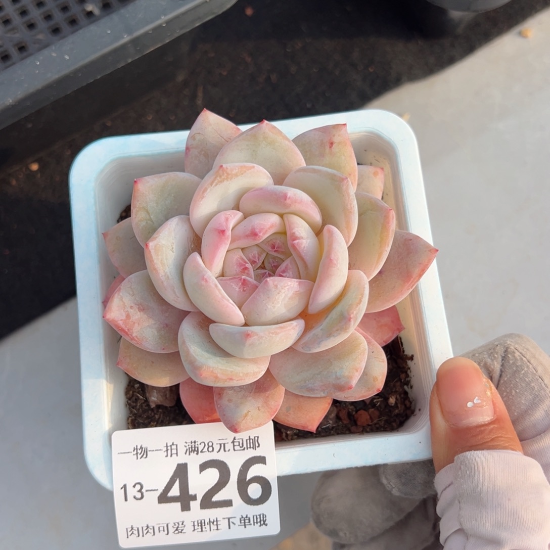 橙梦露多肉多肉多肉多肉